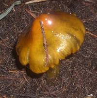 Hygrocybe singeri image