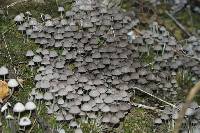 Coprinellus disseminatus image