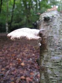 Fomitopsis betulina image