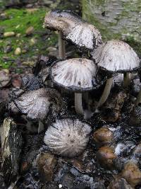 Coprinopsis atramentaria image