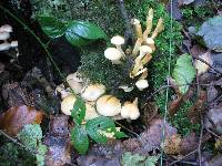 Hypholoma fasciculare image