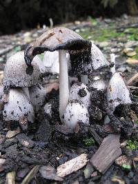 Coprinopsis atramentaria image