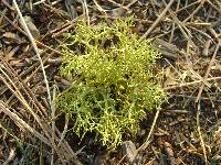 Letharia vulpina image