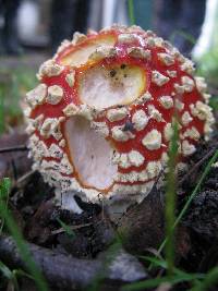 Amanita muscaria image