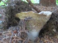 Russula brevipes image