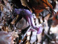 Laccaria amethystina image