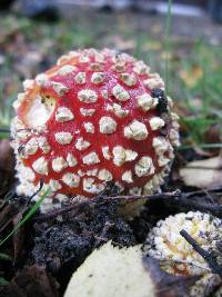 Amanita muscaria image