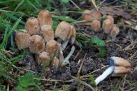 Coprinellus micaceus image