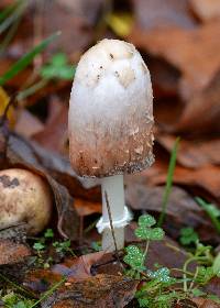 Coprinus comatus image