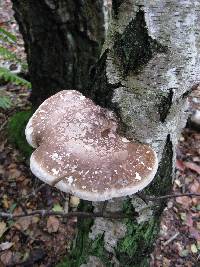 Piptoporus betulinus image