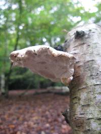 Piptoporus betulinus image