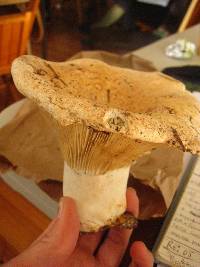 Russula brevipes image