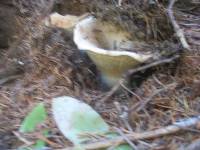 Russula brevipes image