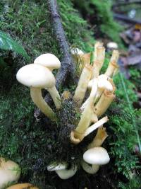 Hypholoma fasciculare image