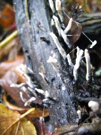 Xylaria hypoxylon image