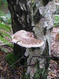 Piptoporus betulinus image