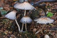 Coprinellus micaceus image