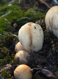 Coprinellus micaceus image