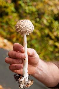 Chlorophyllum rachodes image