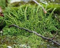 Cladonia coniocraea image
