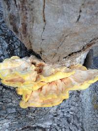 Laetiporus gilbertsonii image