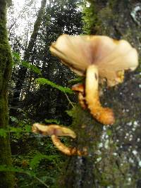 Pholiota aurivella image