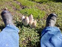 Coprinus comatus image