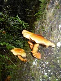 Pholiota aurivella image