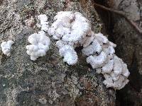 Schizophyllum commune image