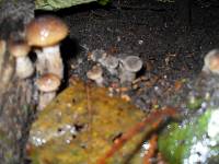 Armillaria mellea image