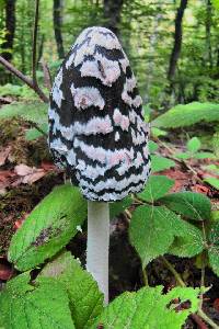 Coprinopsis picacea image