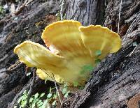 Laetiporus gilbertsonii image