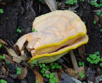 Laetiporus gilbertsonii image