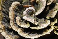 Trametes versicolor image