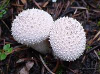 Lycoperdon perlatum image