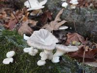 Pleurotus ostreatus image