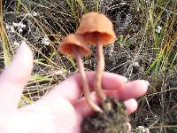 Laccaria laccata image