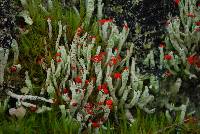 Cladonia transcendens image