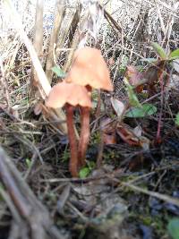 Laccaria laccata image