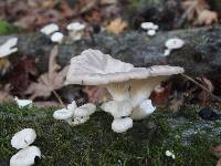 Pleurotus ostreatus image