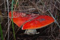 Amanita muscaria image