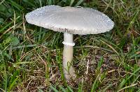 Leucoagaricus leucothites image