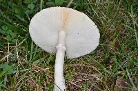 Image of Leucoagaricus naucinus