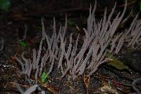 Alloclavaria purpurea image