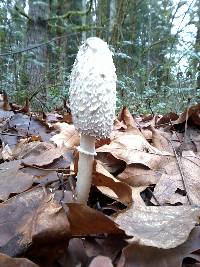 Coprinus comatus image