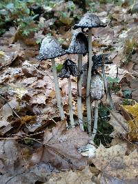 Coprinus comatus image