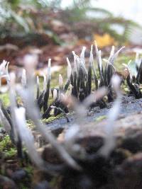 Xylaria hypoxylon image