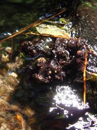 Image of Peltigera gowardii