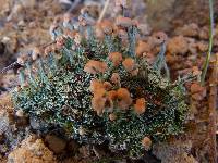 Cladonia peziziformis image