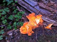 Laetiporus gilbertsonii image